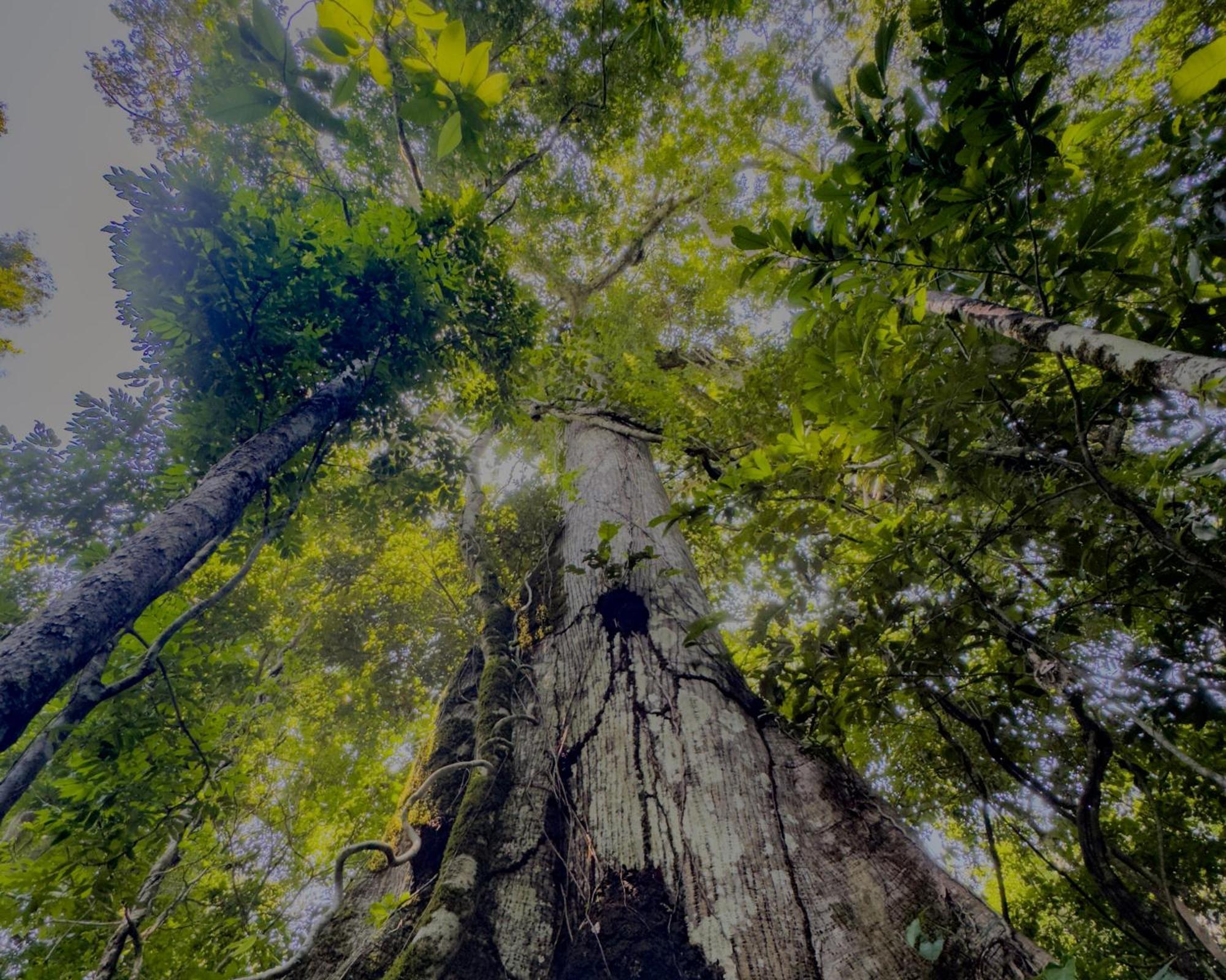 Corto Maltes Amazonia Lodge Пуерто Малдонадо Екстериор снимка